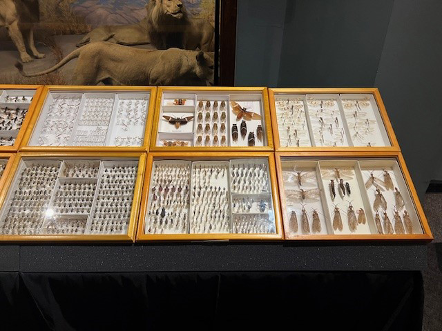 Wedge Foam for Display